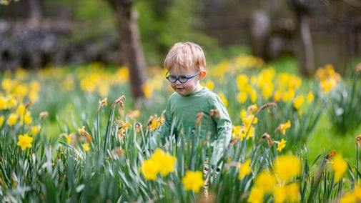 Child exploring the gardens in spring at Sizergh Castle, Cumbria